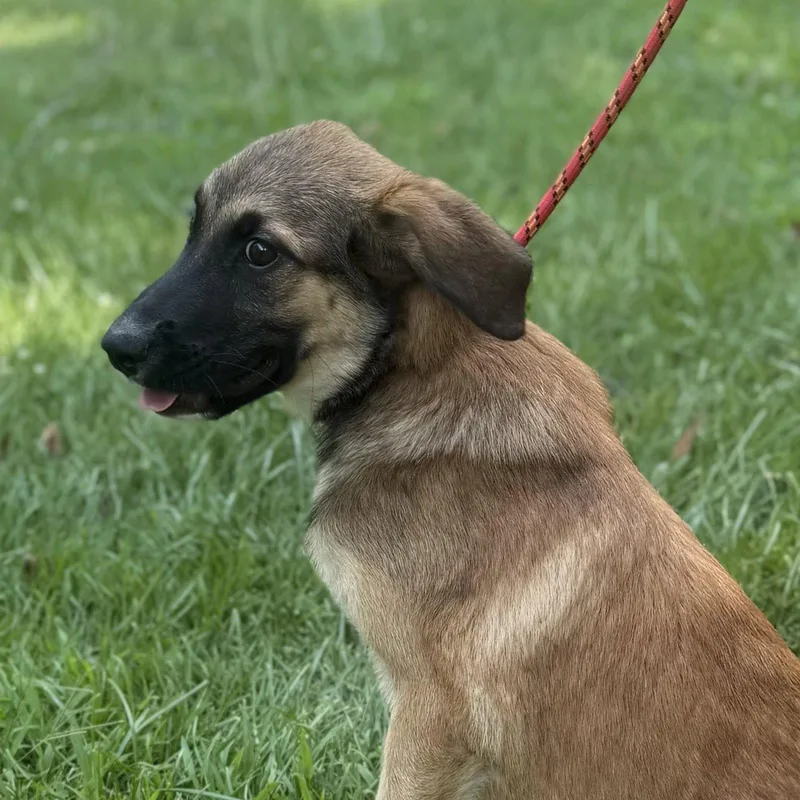 A baby large-sized female Shepherd dog named Ruffles for adoption in Locust Fork, AL