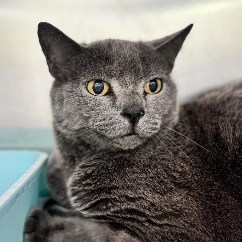 A senior medium-sized male Gray / Blue / Silver Domestic Short Hair cat named Cantalope for adoption in New York, NY