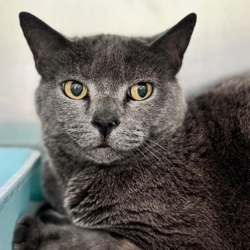 Cantalope thumbnail 2