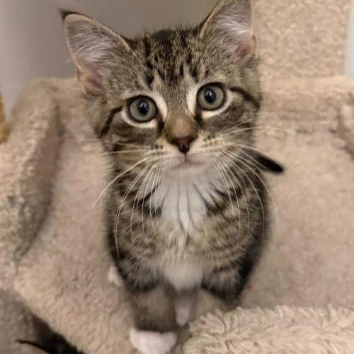 A baby small-sized male Tabby (Brown / Chocolate) Domestic Short Hair cat named Crumble for adoption in Toms River, NJ
