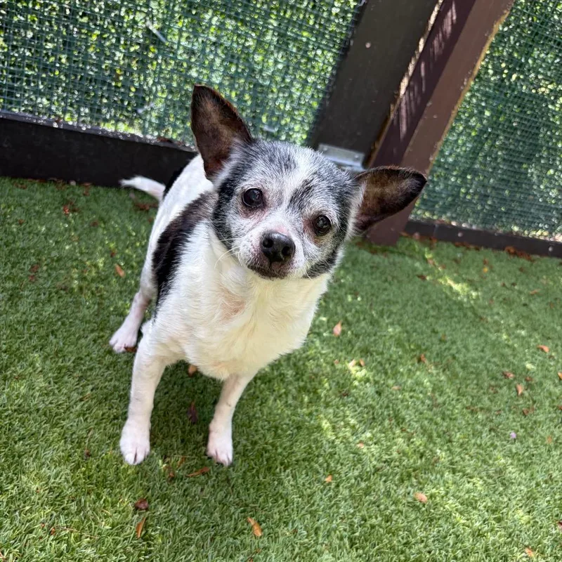 A senior small-sized female White / Cream Chihuahua dog named Fontana for adoption in LOXAHATCHEE, FL