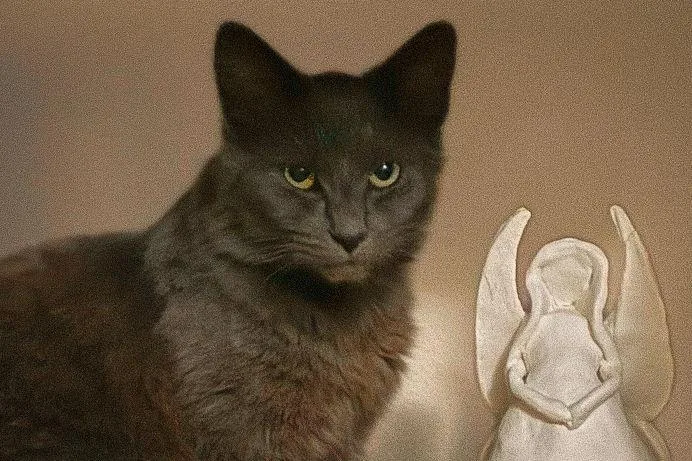 Heathcliff thumbnail 2