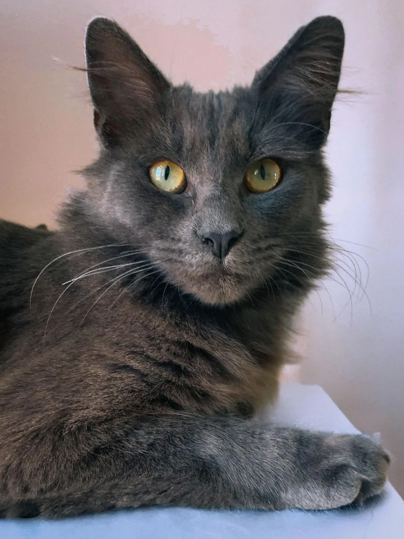 Heathcliff thumbnail 3