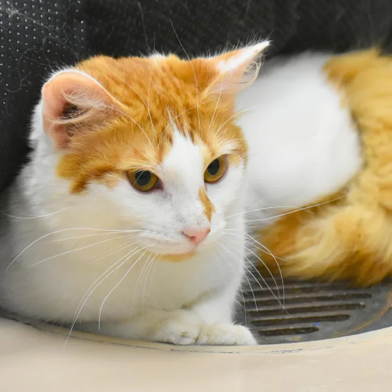 A young medium-sized male Orange / Red Domestic Medium Hair cat named Lc for adoption in Mebane, NC