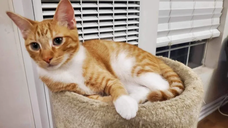 Squeakers thumbnail 3