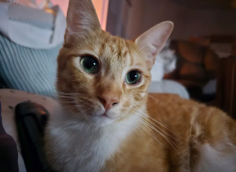 Squeakers thumbnail 4