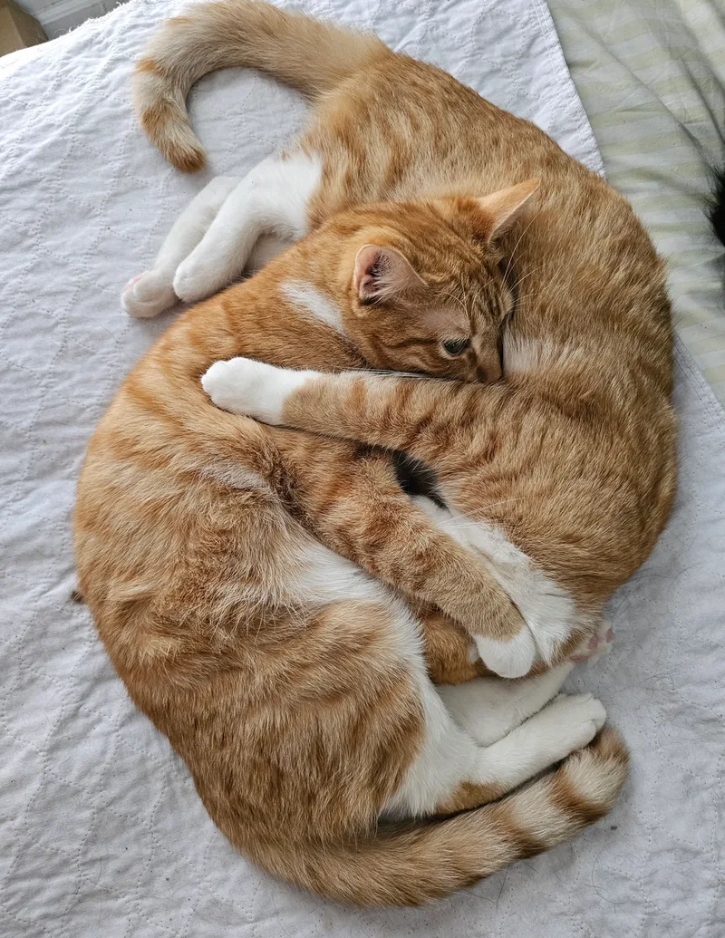 Squeakers thumbnail 5