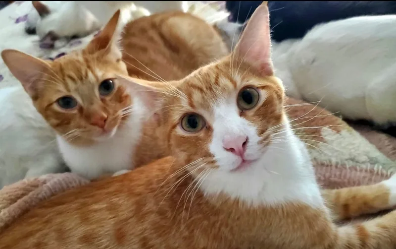 Squeakers thumbnail 6