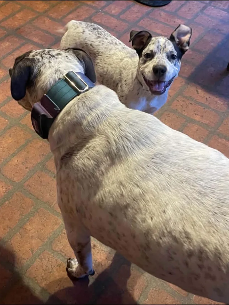 A baby medium-sized female Australian Cattle Dog / Blue Heeler dog named Clara Belle for adoption in Alexander, AR