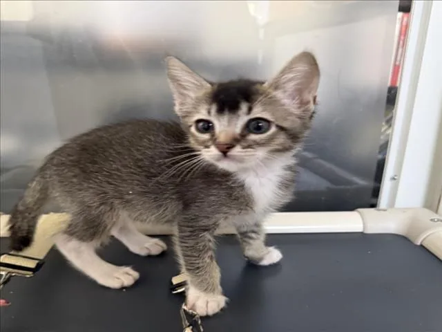 A baby small-sized male Brown / Chocolate Domestic Short Hair cat named Eugene for adoption in Woodland, CA