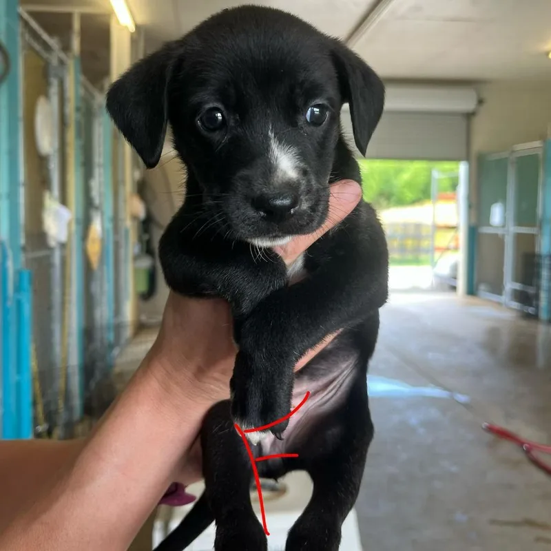 A baby small-sized female Black Labrador Retriever dog named CT Blackberry avail Jul for adoption in Stormville, NY