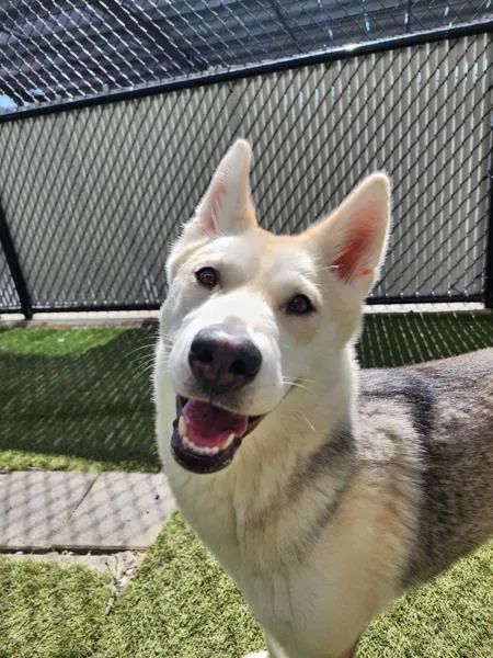 An adult medium-sized female Siberian Husky dog named Elita for adoption in El Cajon, CA
