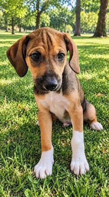 A baby medium-sized male Hound dog named Puppy Sockie for adoption in Franklin, TN