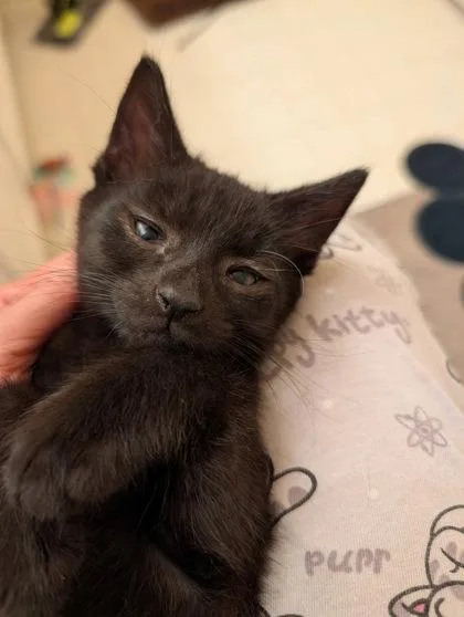 A baby small-sized male Domestic Short Hair cat named Tang for adoption in Fairfax, VA