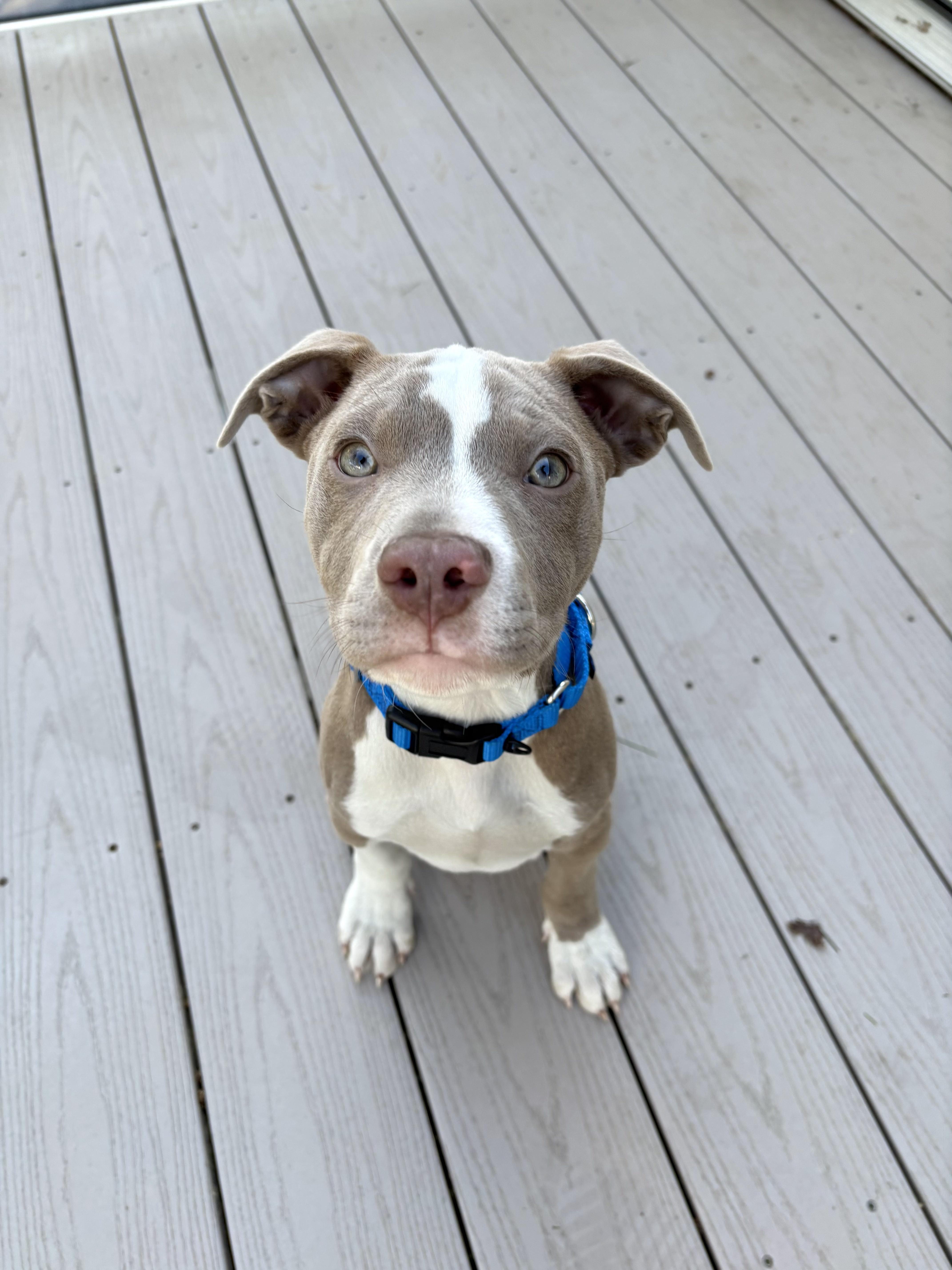 A baby medium-sized male Brown / Chocolate Pit Bull Terrier dog named Granola for adoption in Columbia, MD