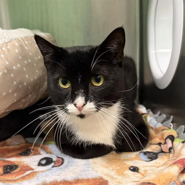 A young small-sized male Domestic Short Hair cat named Sylvester for adoption in Centerville, MA