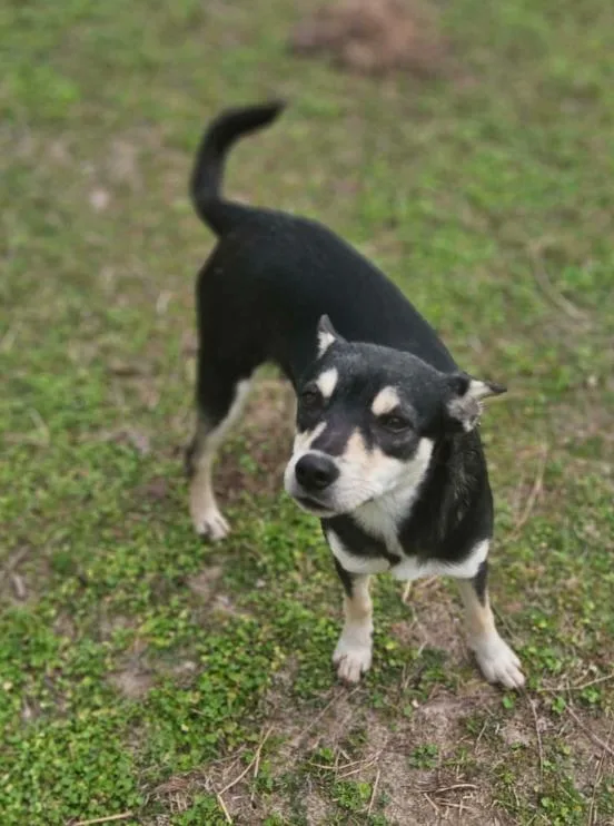 Sheba In La thumbnail 2