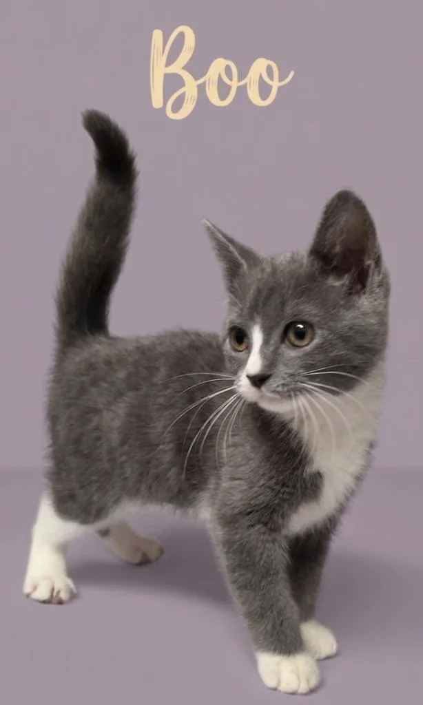 A baby small-sized female Domestic Medium Hair cat named Boo for adoption in Rutherfordton, NC