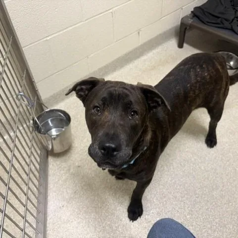 A young medium-sized male Black Labrador Retriever dog named Bill for adoption in Novelty, OH
