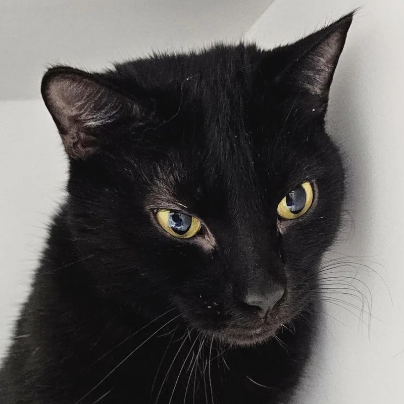 An adult large-sized male Domestic Short Hair cat named Shadow for adoption in Cumming, GA