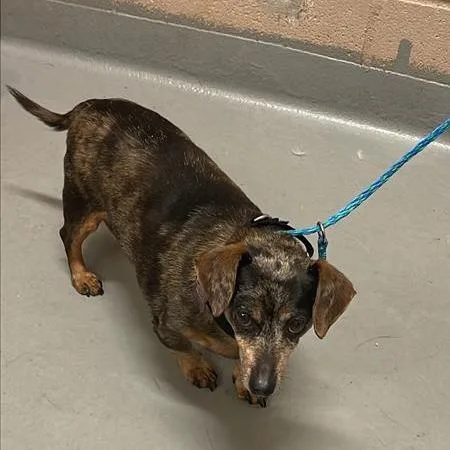 A senior small-sized male Gray / Blue / Silver Dachshund dog named Thunder for adoption in Tacoma, WA