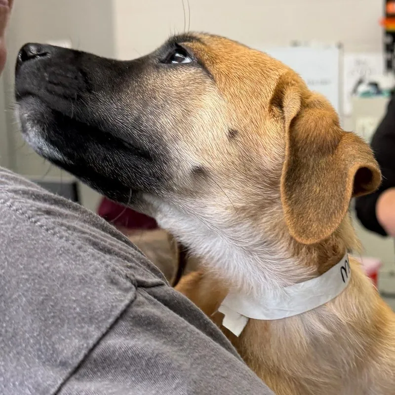 A baby small-sized male Yellow / Tan / Blond / Fawn Mixed Breed dog named Molasses for adoption in Grand Rapids, MI