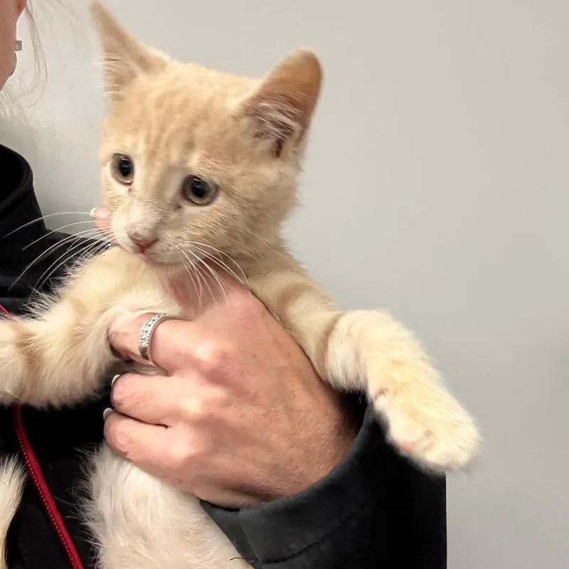 A baby small-sized male Buff / Tan / Fawn Domestic Short Hair cat named Nutmeg for adoption in Normal, IL
