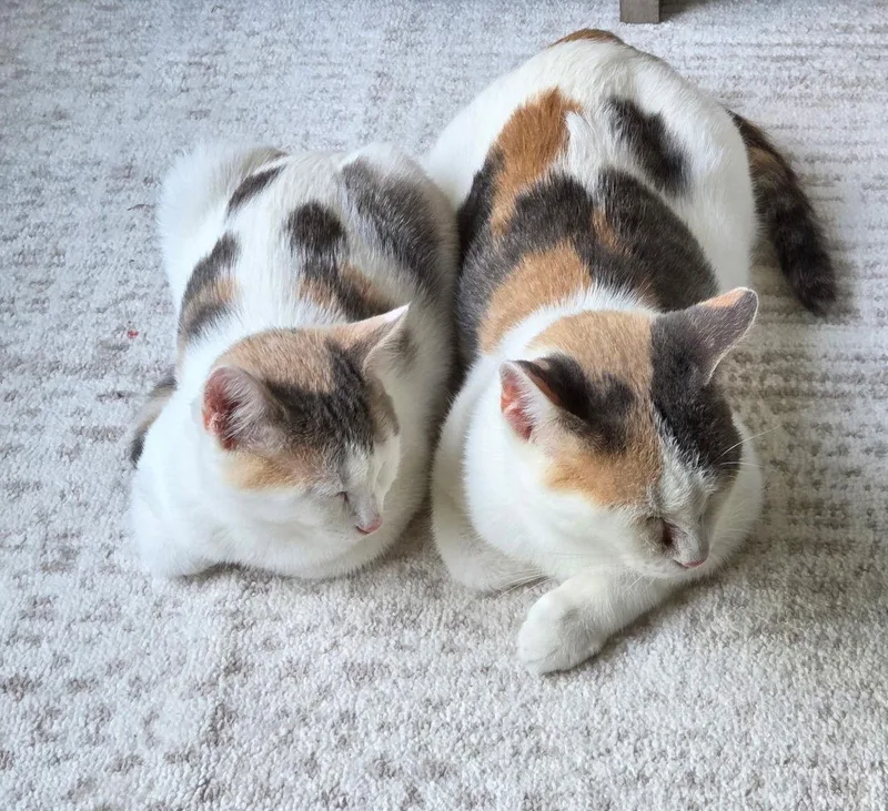 Galadriel thumbnail 2