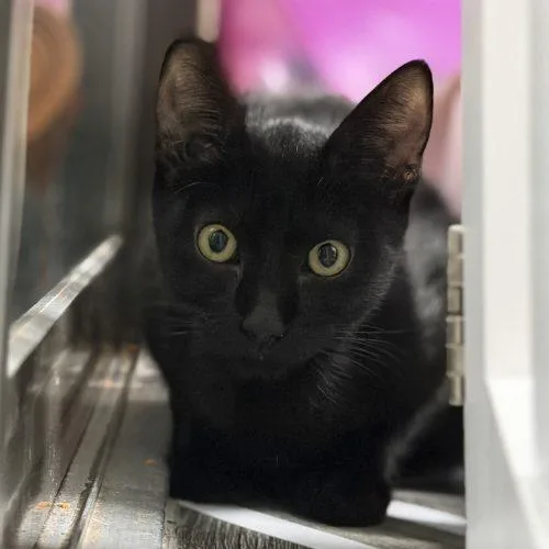 A baby small-sized male Domestic Short Hair cat named William for adoption in Edmond, OK