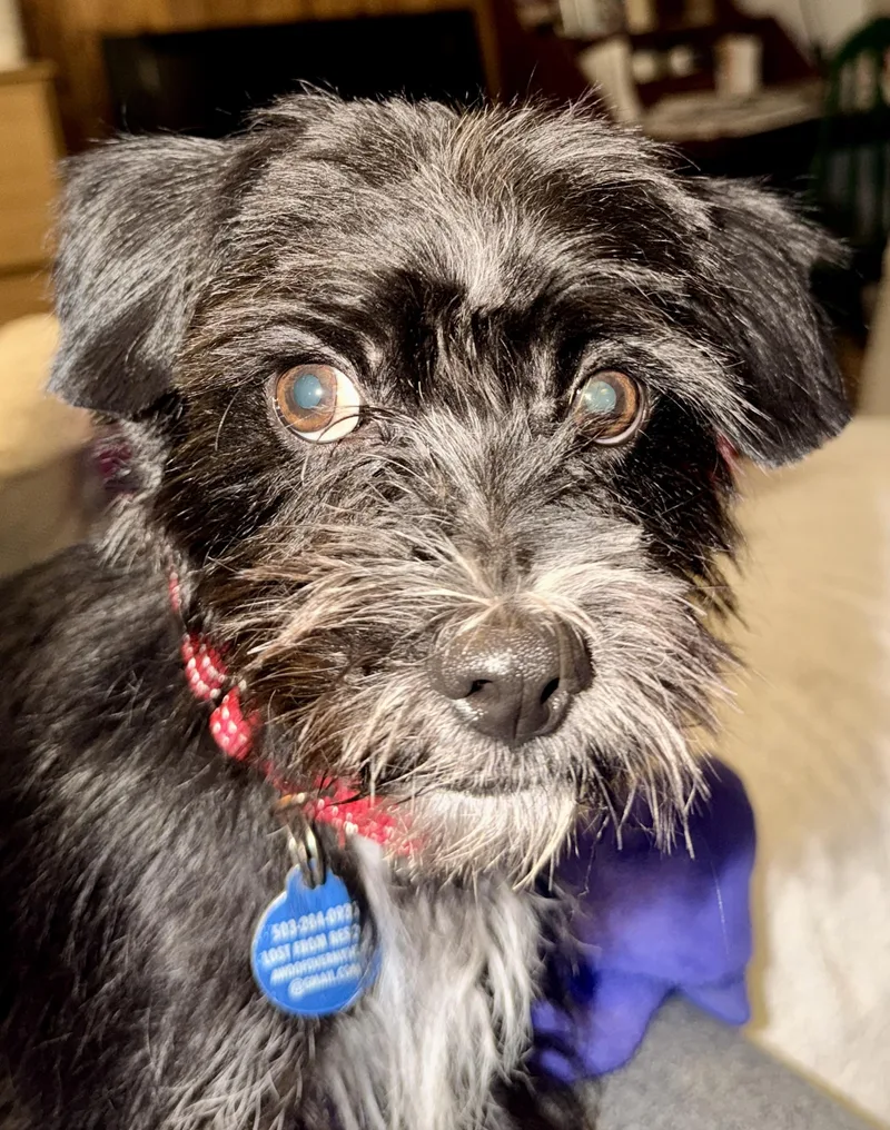 A baby small-sized male Black Cairn Terrier dog named Boo for adoption in Portland, OR