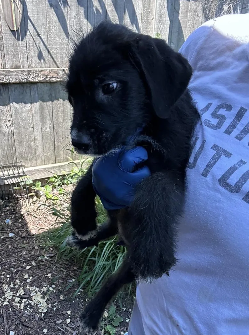 A baby medium-sized male White / Cream Goldendoodle dog named Ozzy for adoption in Wonder Lake, IL