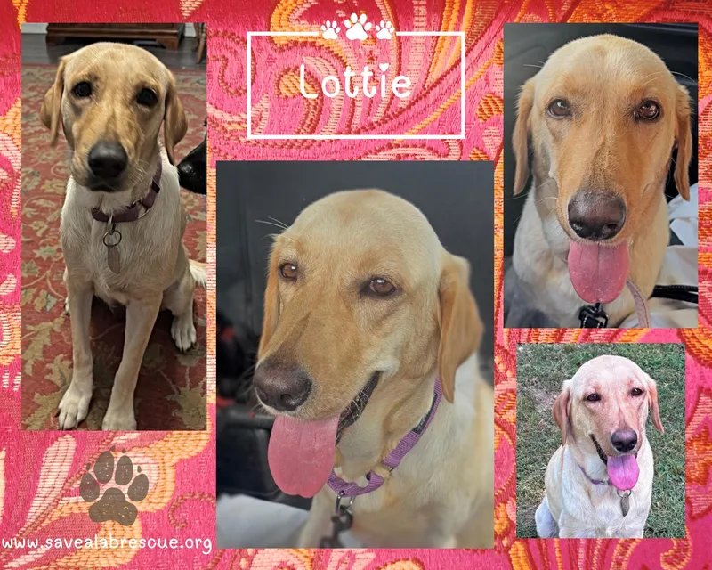 A young large-sized female Yellow / Tan / Blond / Fawn Labrador Retriever dog named Lottie for adoption in Middletown, RI