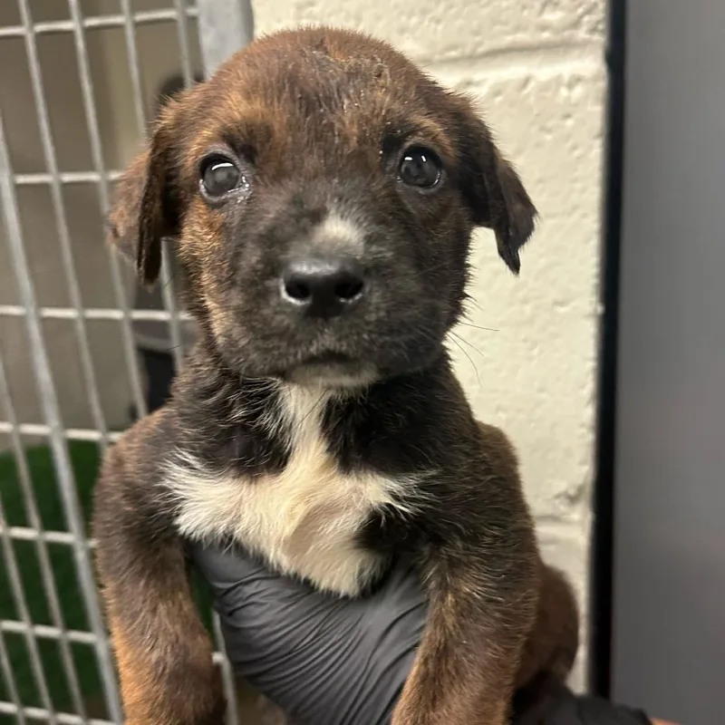 A baby small-sized male Brown / Chocolate Pit Bull Terrier dog named Crenshaw for adoption in Los Angeles, CA