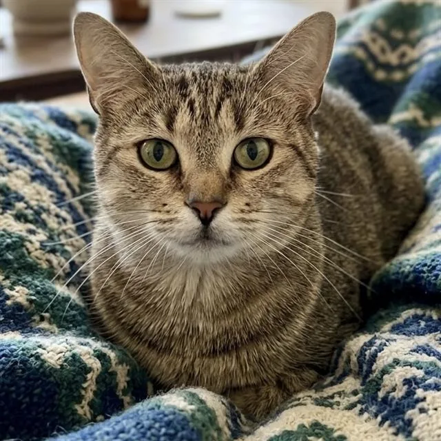An adult medium-sized female Domestic Short Hair cat named Luna for adoption in Methuen, MA