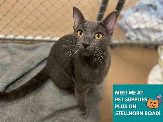 A young medium-sized male Domestic Short Hair cat named Asher for adoption in Fort Wayne, IN