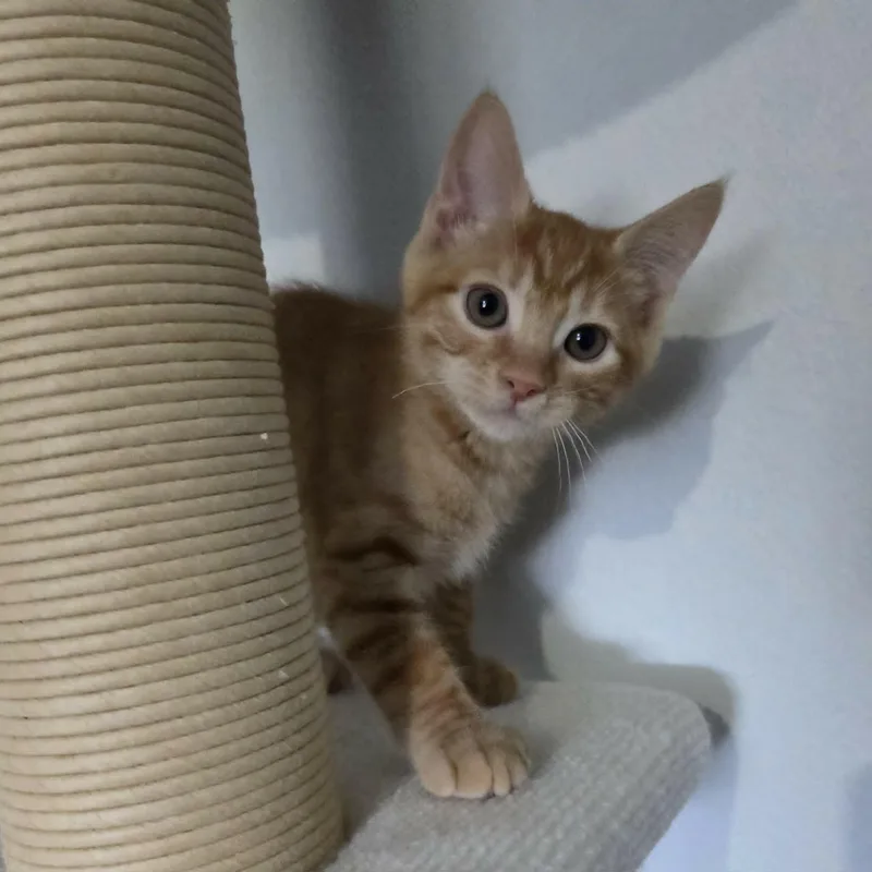 A baby medium-sized female Tabby (Orange / Red) Domestic Short Hair cat named Minnie for adoption in Loveland, CO