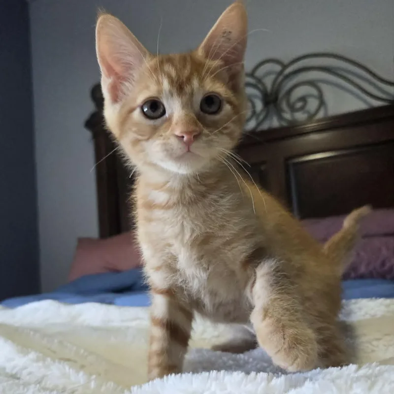 Minnie thumbnail 3
