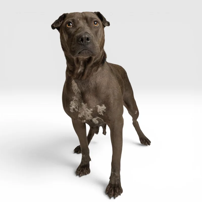 A young small-sized female Shar-Pei dog named Mochi for adoption in Richardson, TX