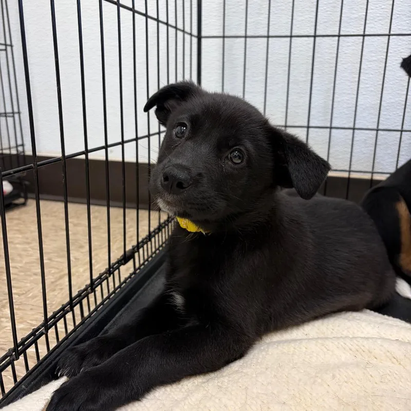 A baby medium-sized female Mixed Breed dog named Winnie for adoption in Cumming, GA
