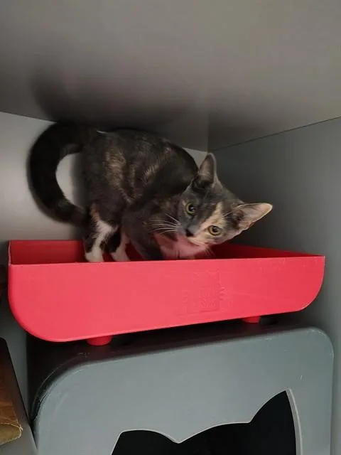 A young medium-sized female Domestic Short Hair cat named Mocha for adoption in Leesburg, VA