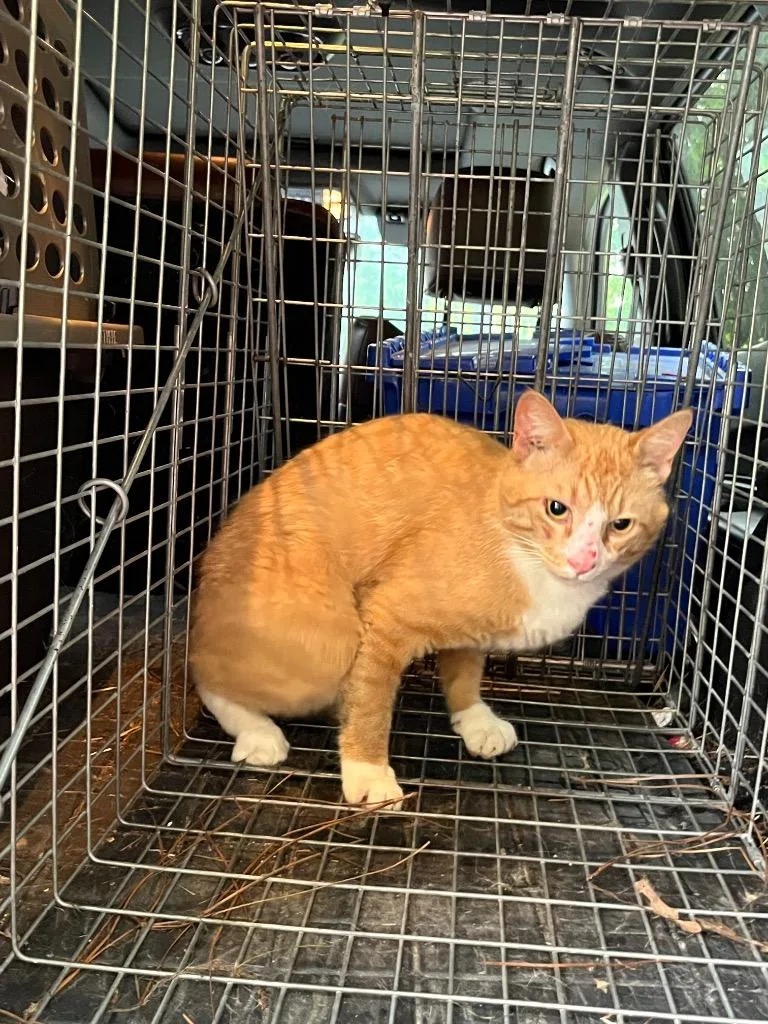 A young medium-sized male Domestic Short Hair cat named Bandy for adoption in Mount Gilead, NC