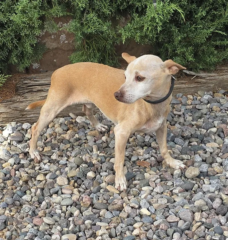 An adult small-sized male Chihuahua dog named Charming Lil Mr Cory for adoption in Albuquerque, NM