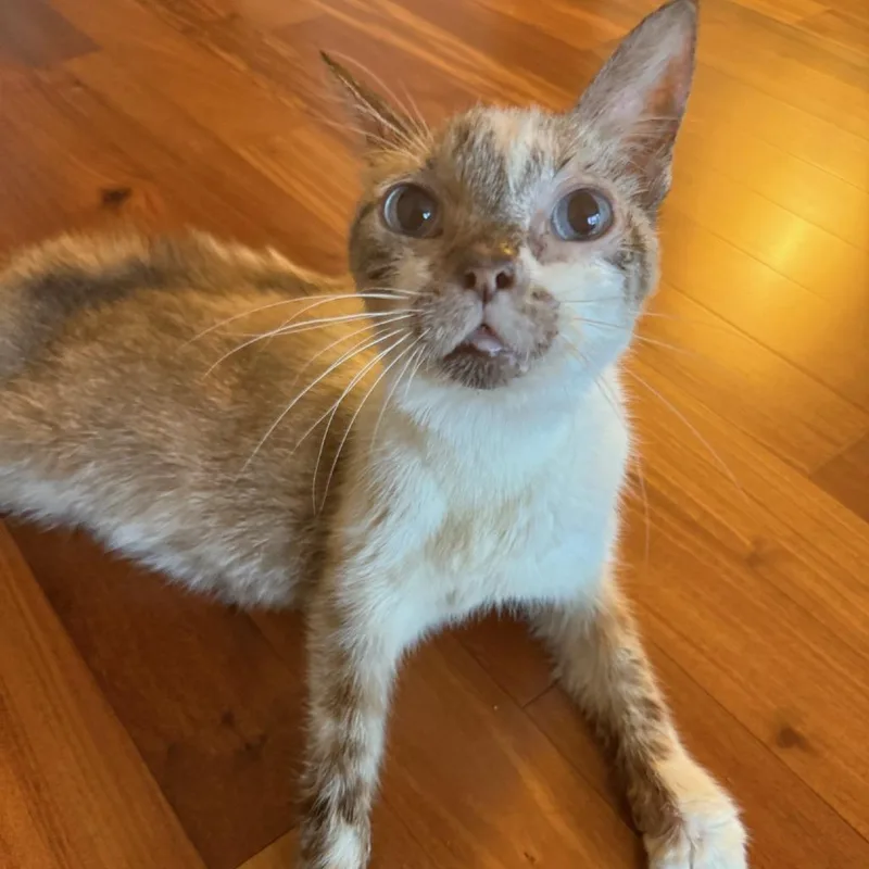 Mr. Peabody thumbnail 2