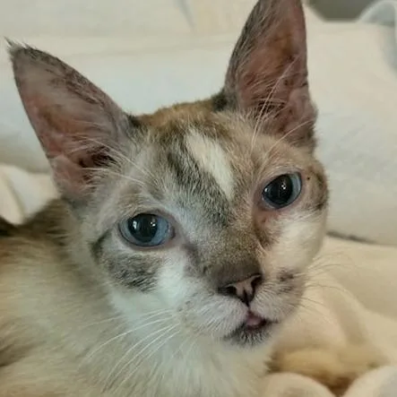 Mr. Peabody thumbnail 3