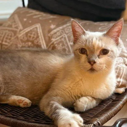 Mr. Peabody thumbnail 5