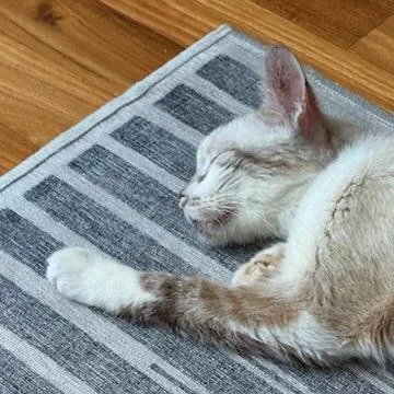 Mr. Peabody thumbnail 6