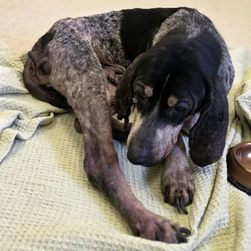 An adult medium-sized female Black Mixed Breed dog named Ladybird for adoption in Charleston, WV