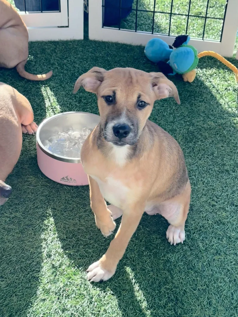 A baby medium-sized female Hound dog named Rita for adoption in Sanford, FL