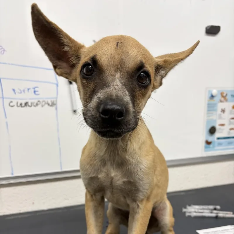 A baby small-sized female White / Cream Mixed Breed dog named Lacy for adoption in Evensville, TN