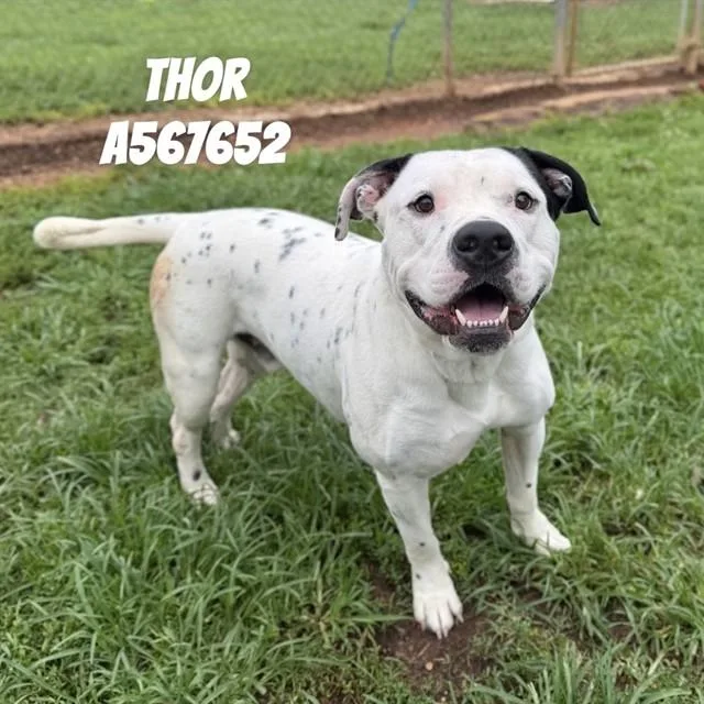 Thor